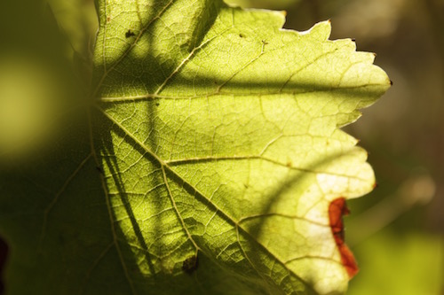 Vendanges 2016 : les vignerons naturels sont-ils plus fragiles face aux aléas de la nature ?
