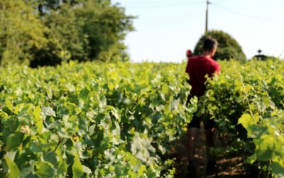 « La vigne, c’est un engagement pour la vie »