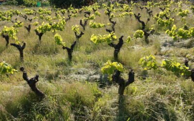 La Loire, le covid et les vignerons naturels (et le point sur le moral des troupes)